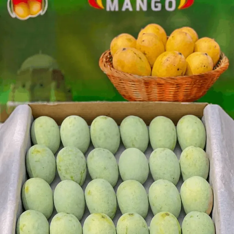 Malda Export Quality